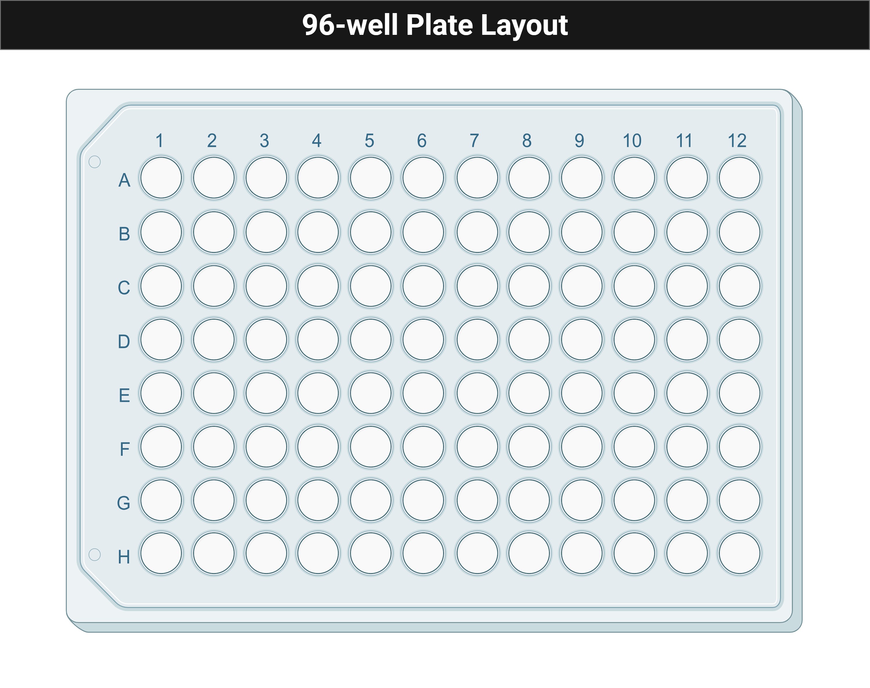 Photo of the top rows of a 96-well microplate used as a planning guide for serial dilution.