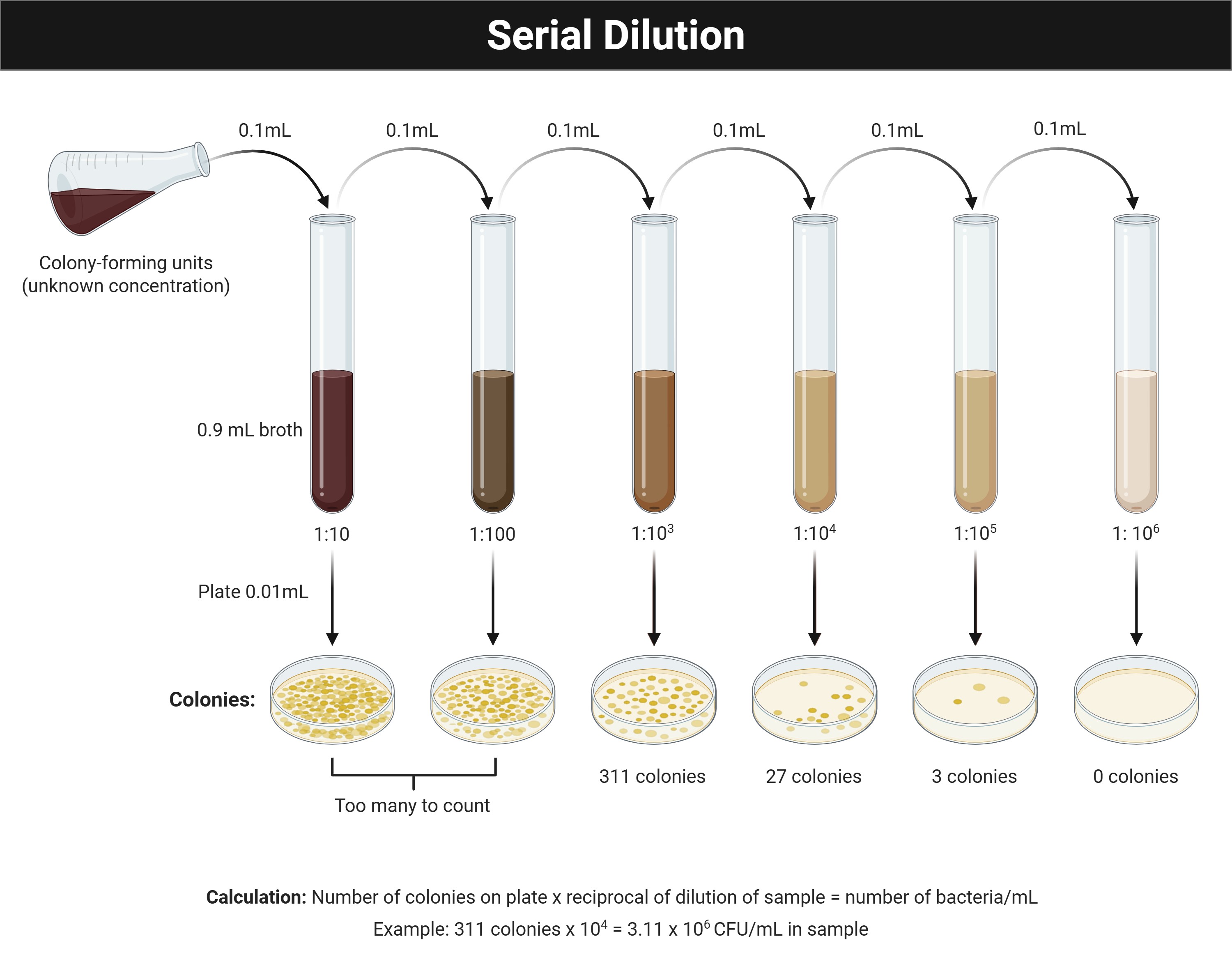 Diagram showing a serial dilution sequence from a concentrated source through progressively diluted samples.