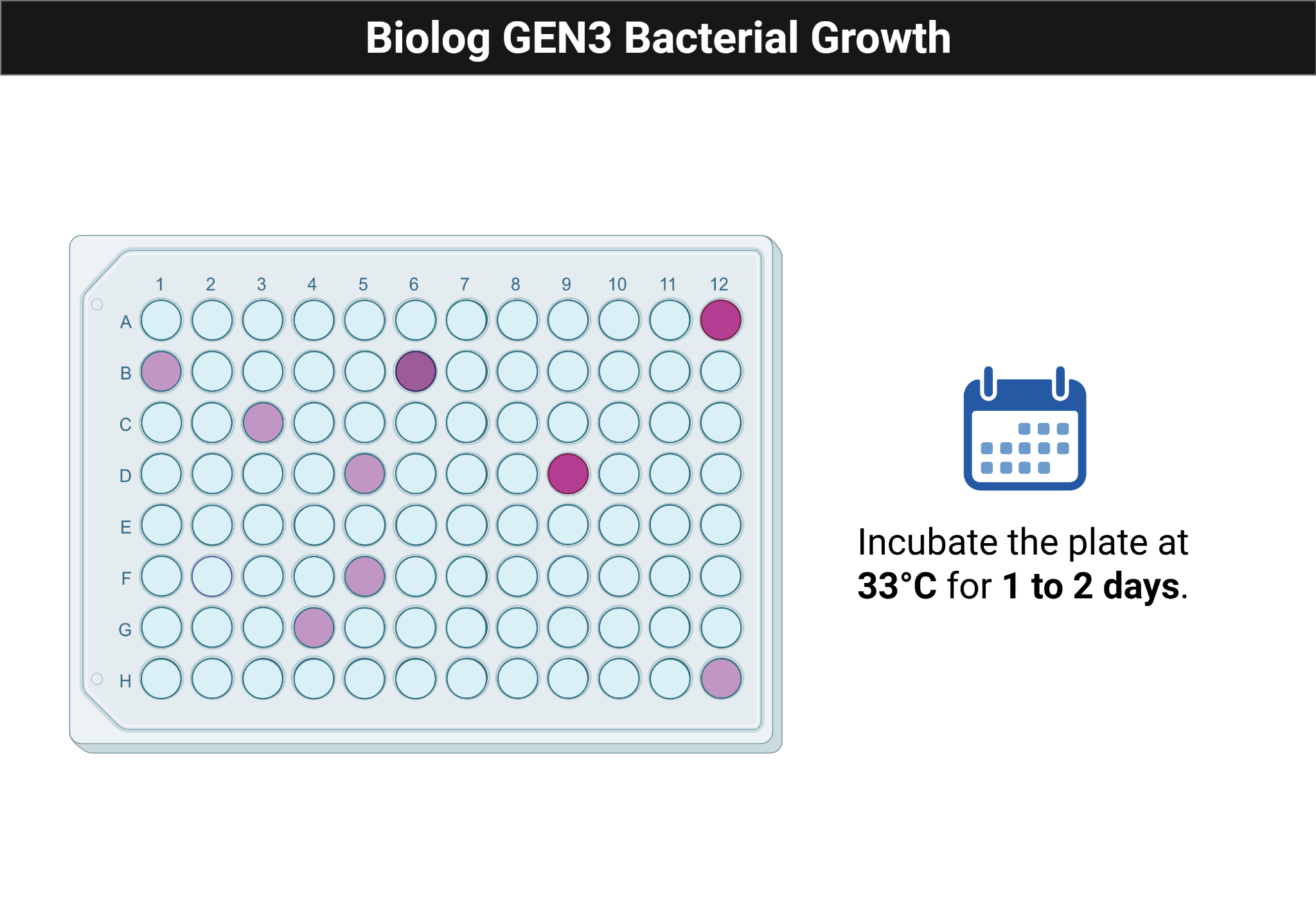Illustration of a Biolog GEN III plate after incubation with visible growth.