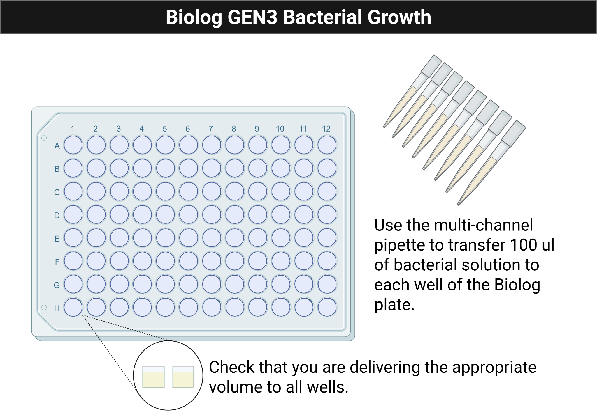 Illustration showing a multichannel pipette loading a Biolog plate.